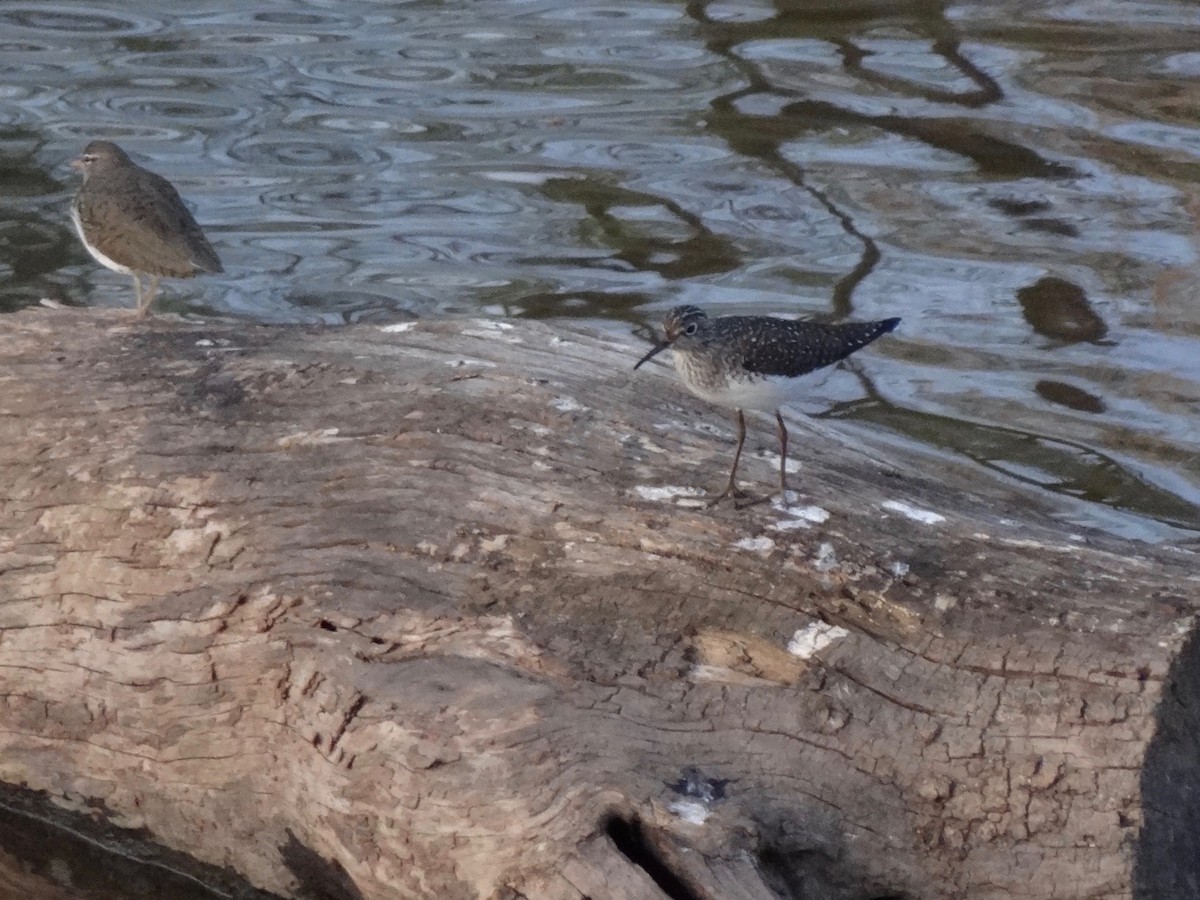 Solitary Sandpiper - ML27750891