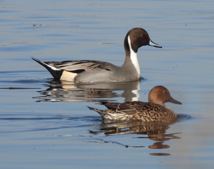 Northern Pintail - Tiffany Erickson