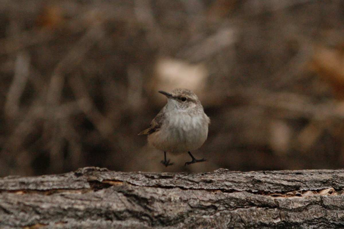 Rock Wren - ML277511511