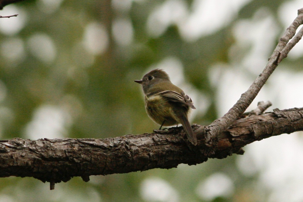 Hammond's Flycatcher - Oscar Johnson