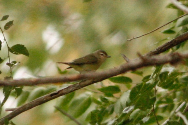 Warbling Vireo - Oscar Johnson