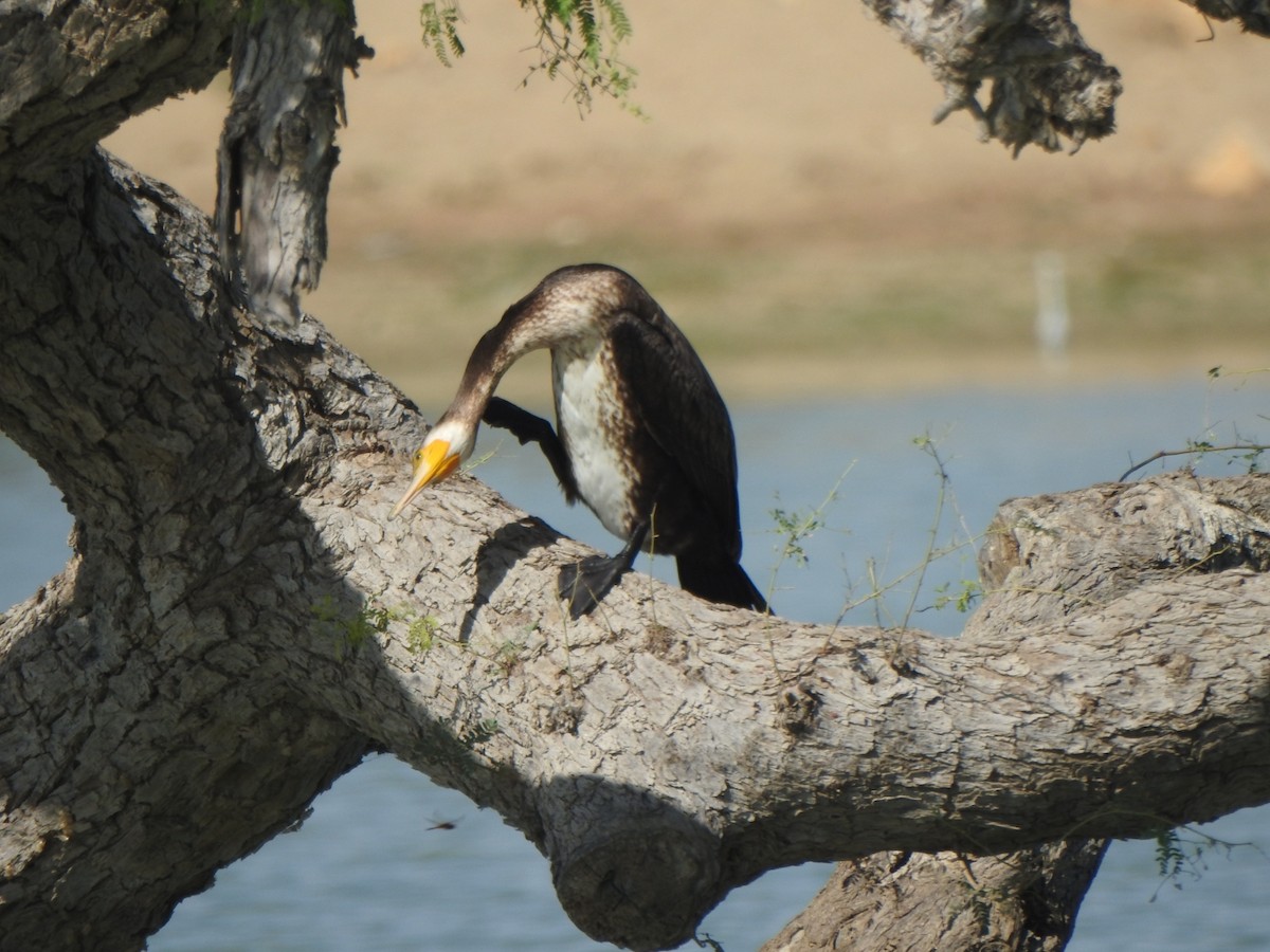 Great Cormorant - ML277511961