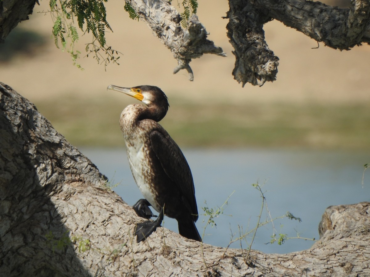 Great Cormorant - ML277511971