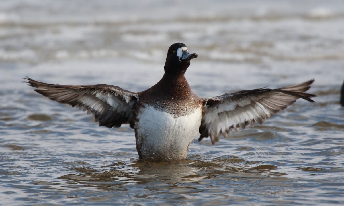 Greater Scaup - Chris Wood