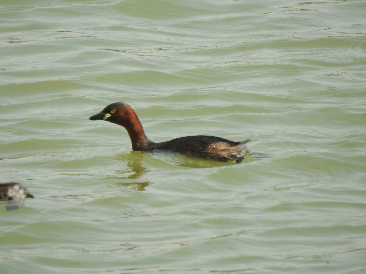 Little Grebe - ML277514101