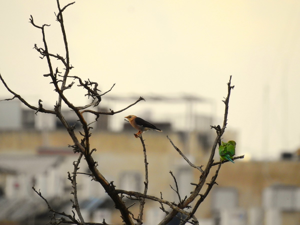 Vinous-breasted Myna - ML277515811