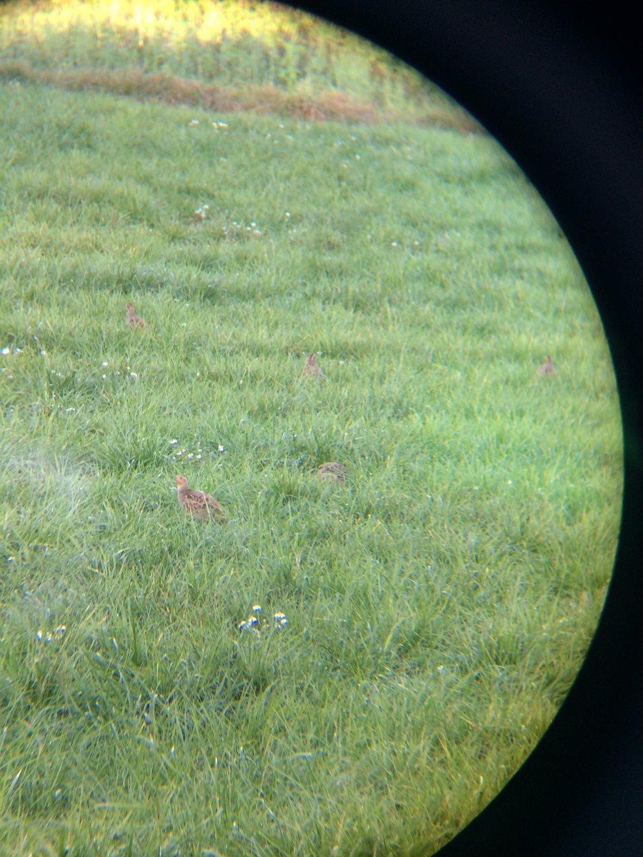 Gray Partridge - ML277515871