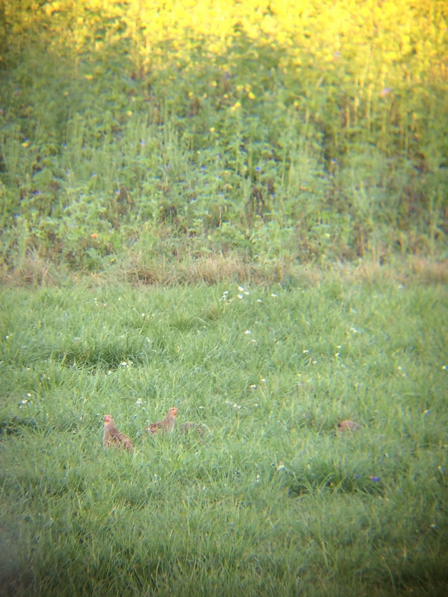 Gray Partridge - ML277515881