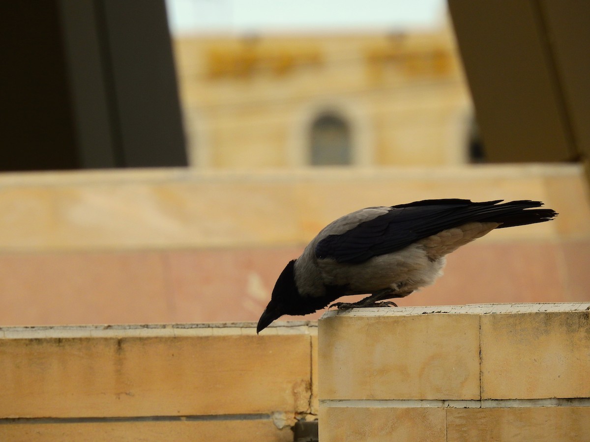 Hooded Crow - Alex Alaman