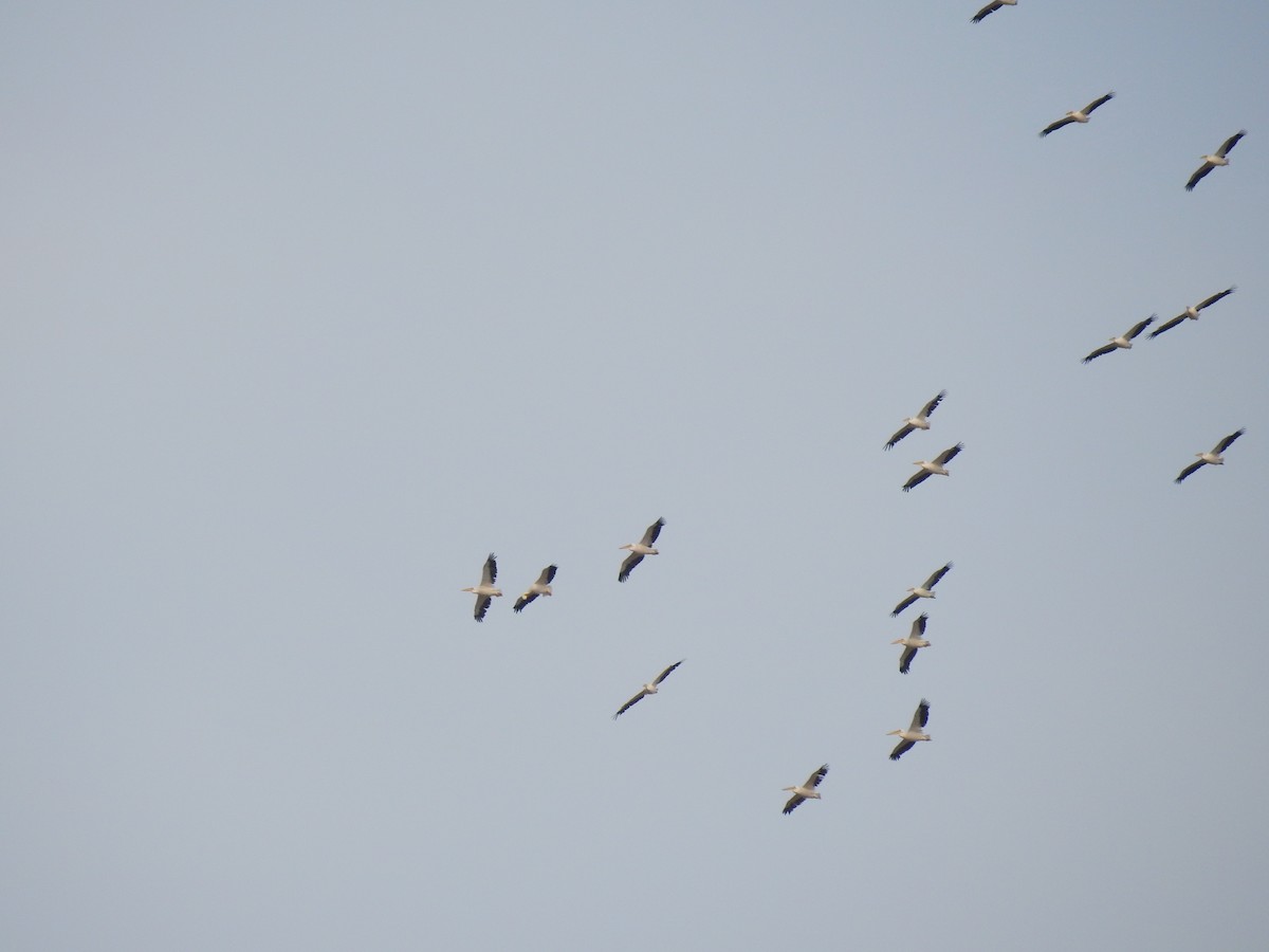 Great White Pelican - Alex Alaman