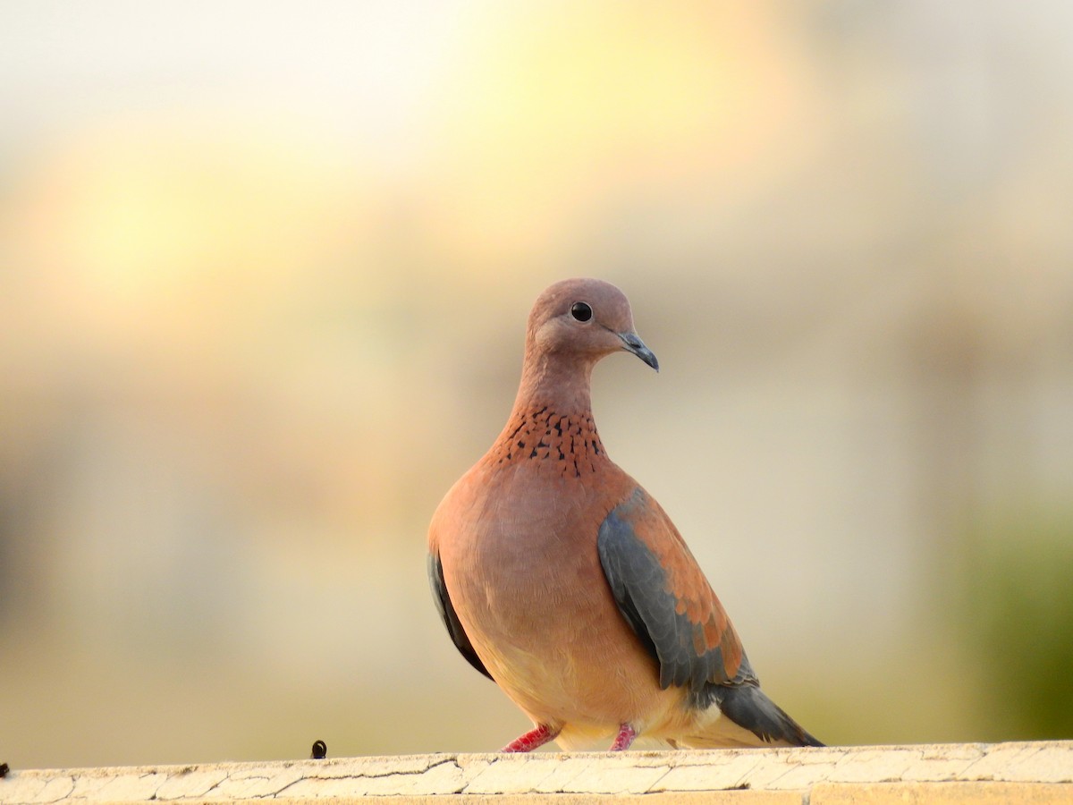 Laughing Dove - Alex Alaman