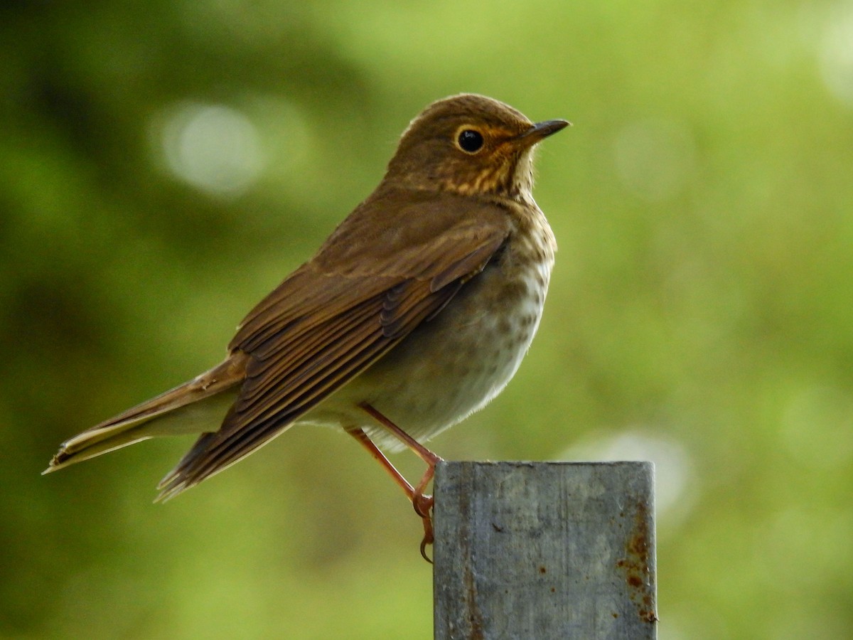 Swainson's Thrush - Jorge Córdova Gónzalez