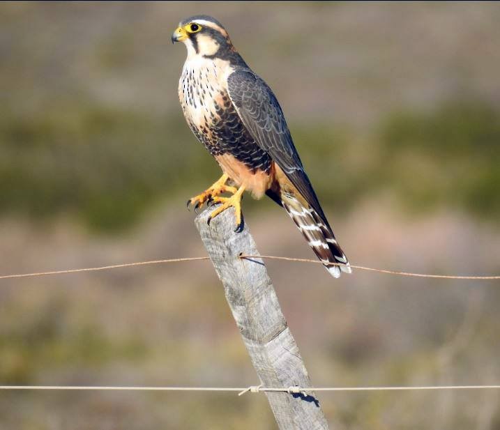 Aplomado Falcon - Marcio Kerbage