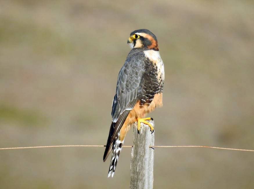 Aplomado Falcon - Marcio Kerbage