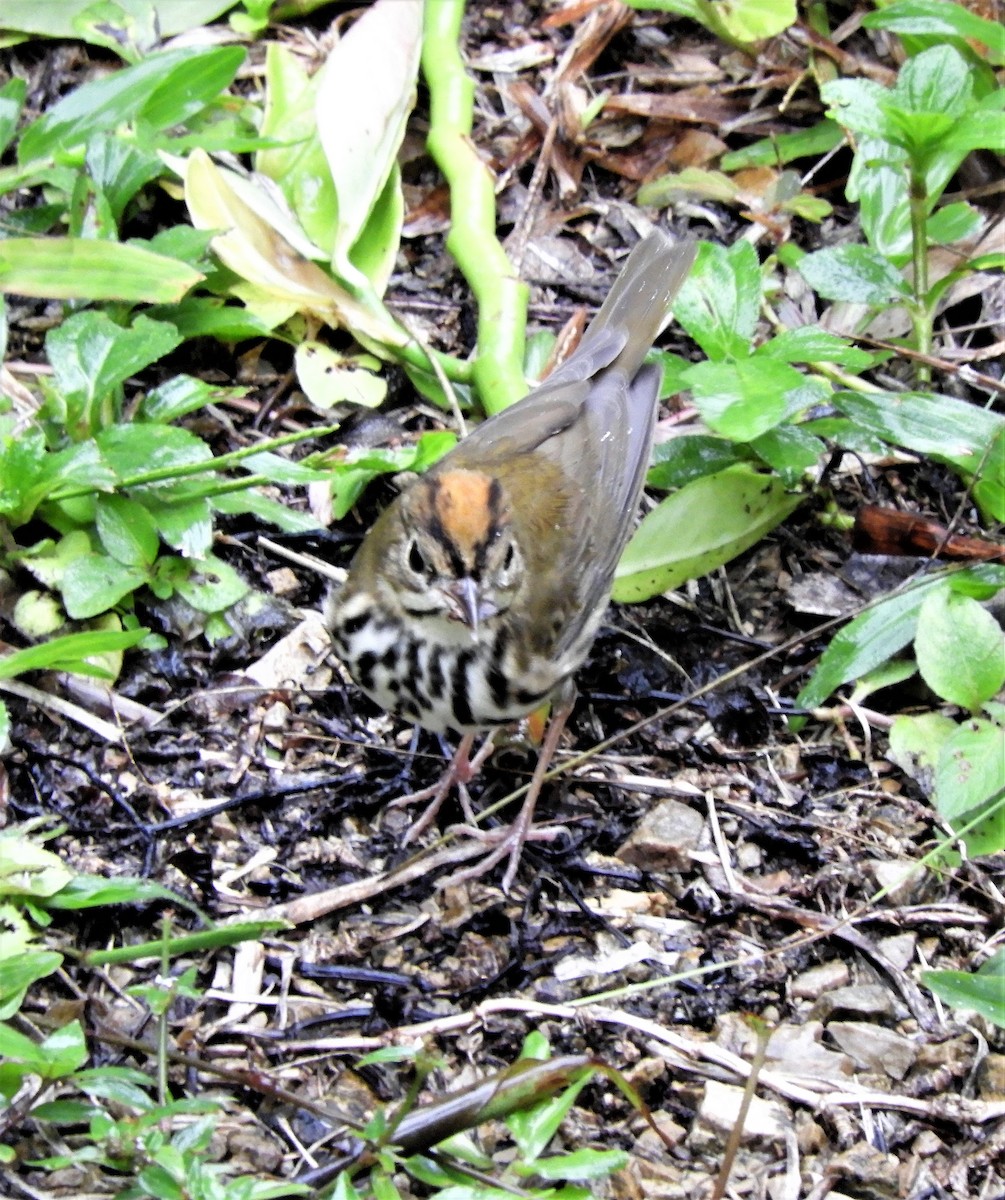 Paruline couronnée - ML277518901