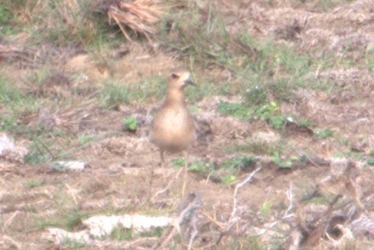 Oriental Plover - ML27751921