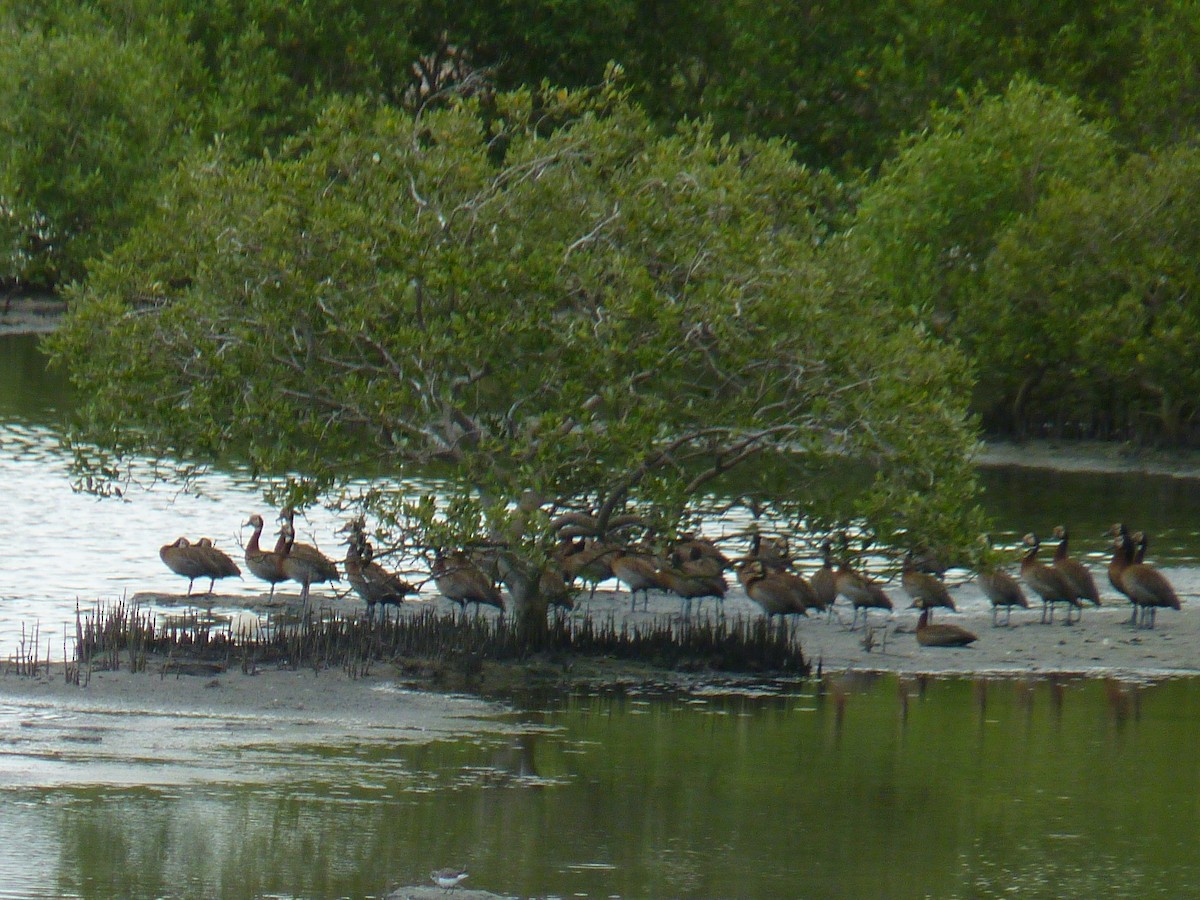 White-faced Whistling-Duck - ML277521271