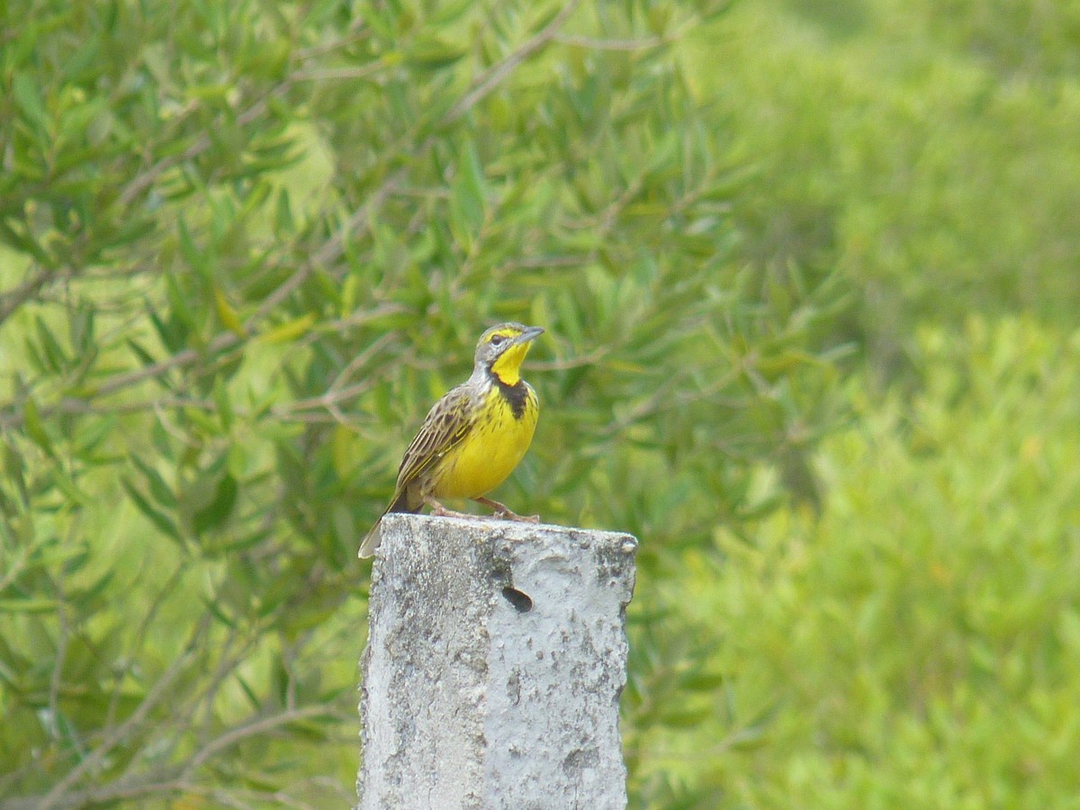 Yellow-throated Longclaw - ML277521431