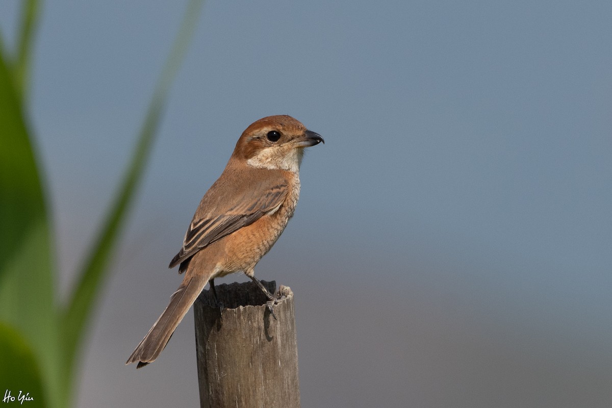 Bull-headed Shrike - Tom Lam