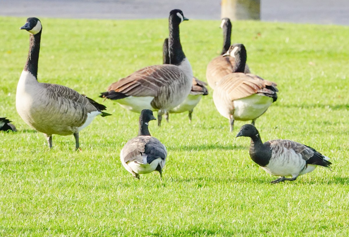 Brant (Pale-bellied) - Gale VerHague