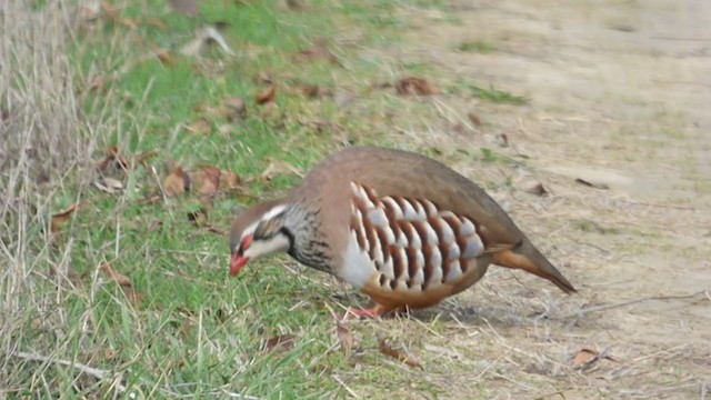 Red-legged Partridge - ML277524821