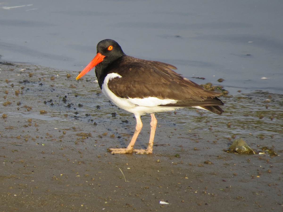 American Oystercatcher - Tom Preston