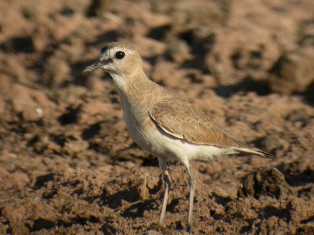 Mountain Plover - Mat Gilfedder