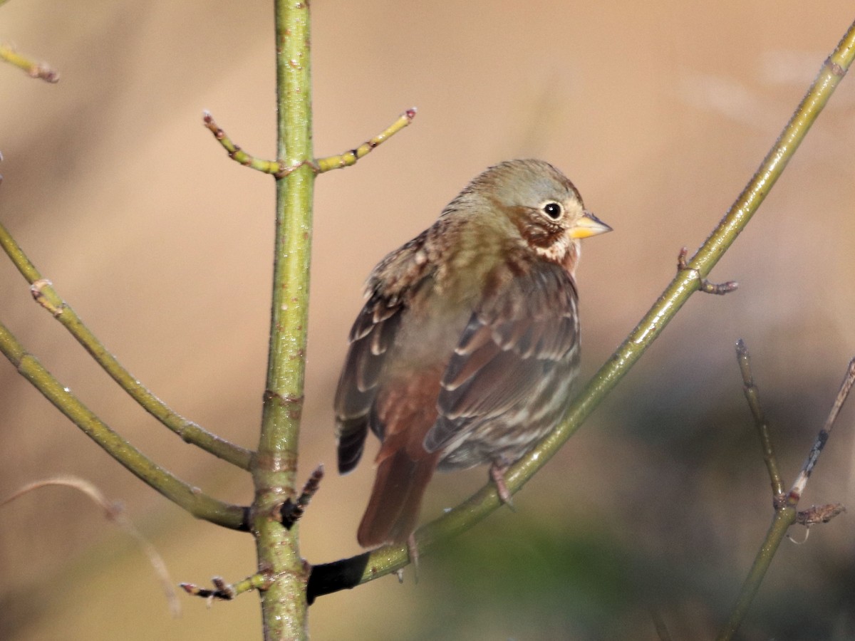 Fox Sparrow - ML277528161