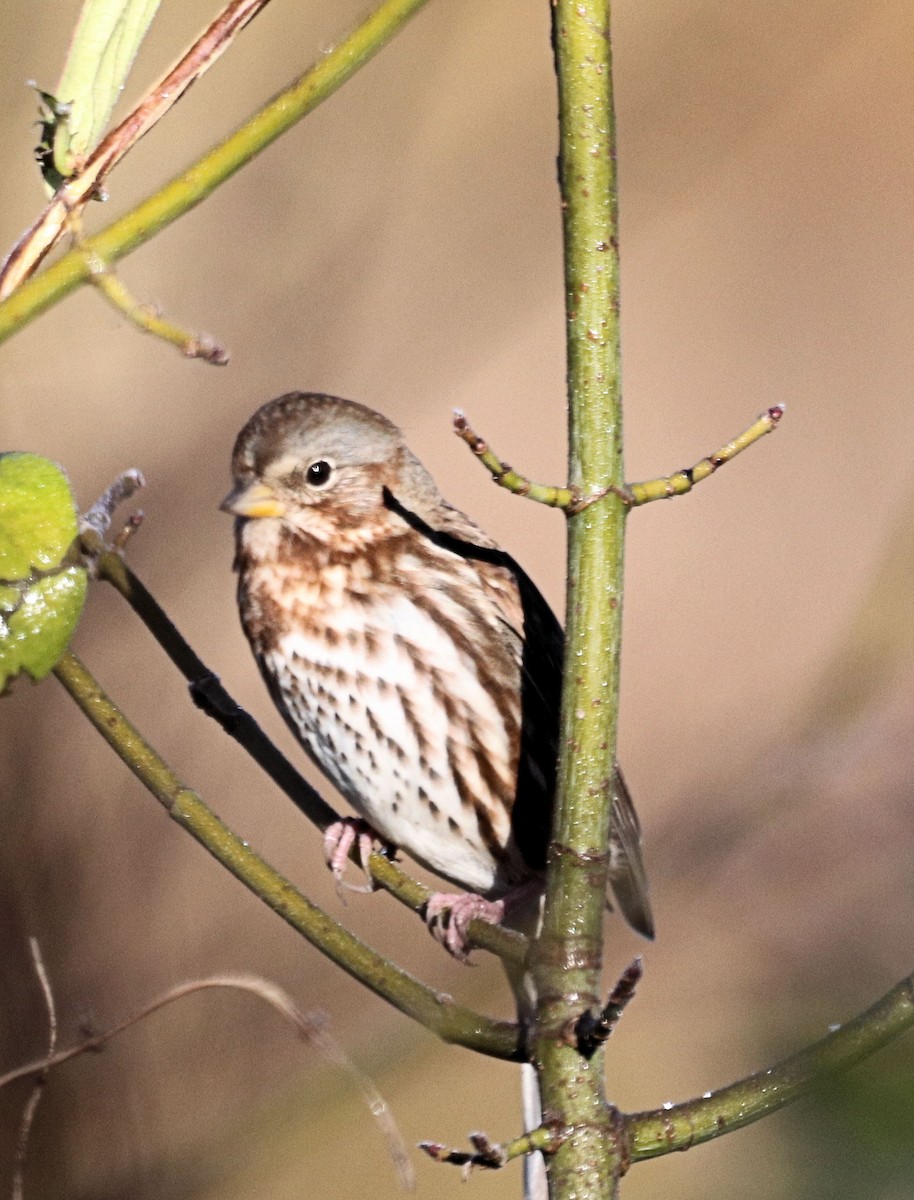 Fox Sparrow - ML277528181