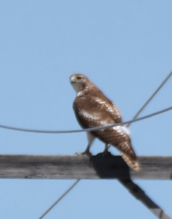 Red-tailed Hawk (borealis) - ML27752821