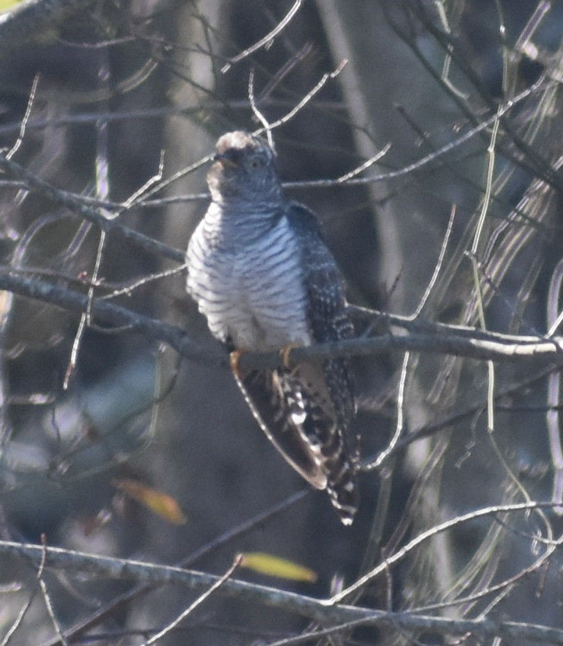 Common Cuckoo - ML277530091