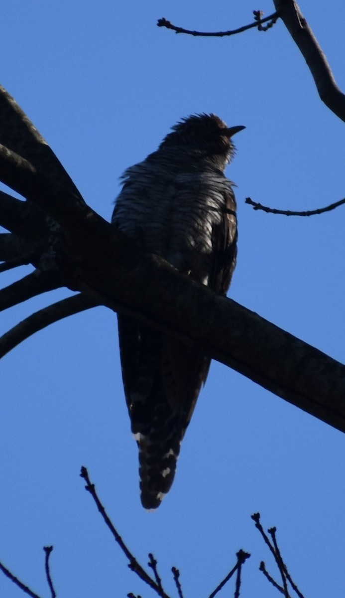 Common Cuckoo - ML277530101