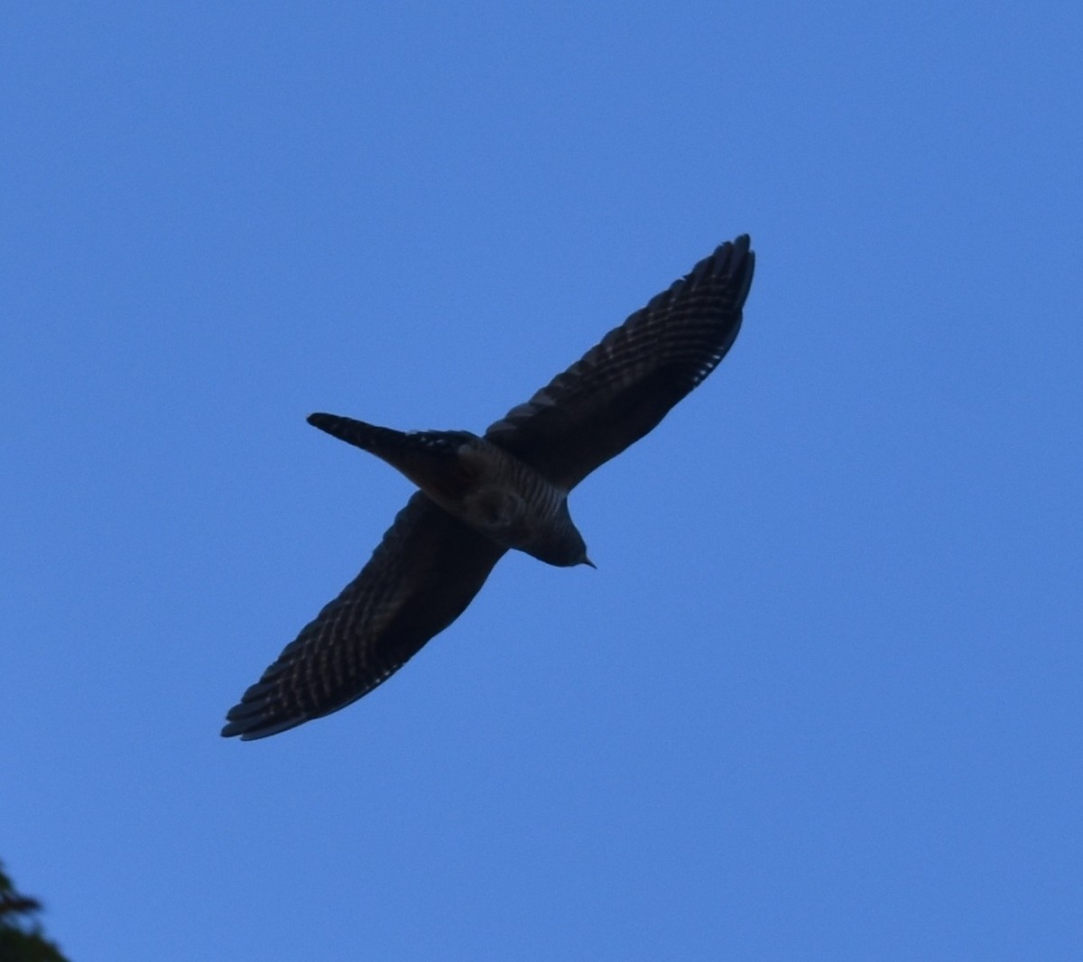 Common Cuckoo - ML277530111