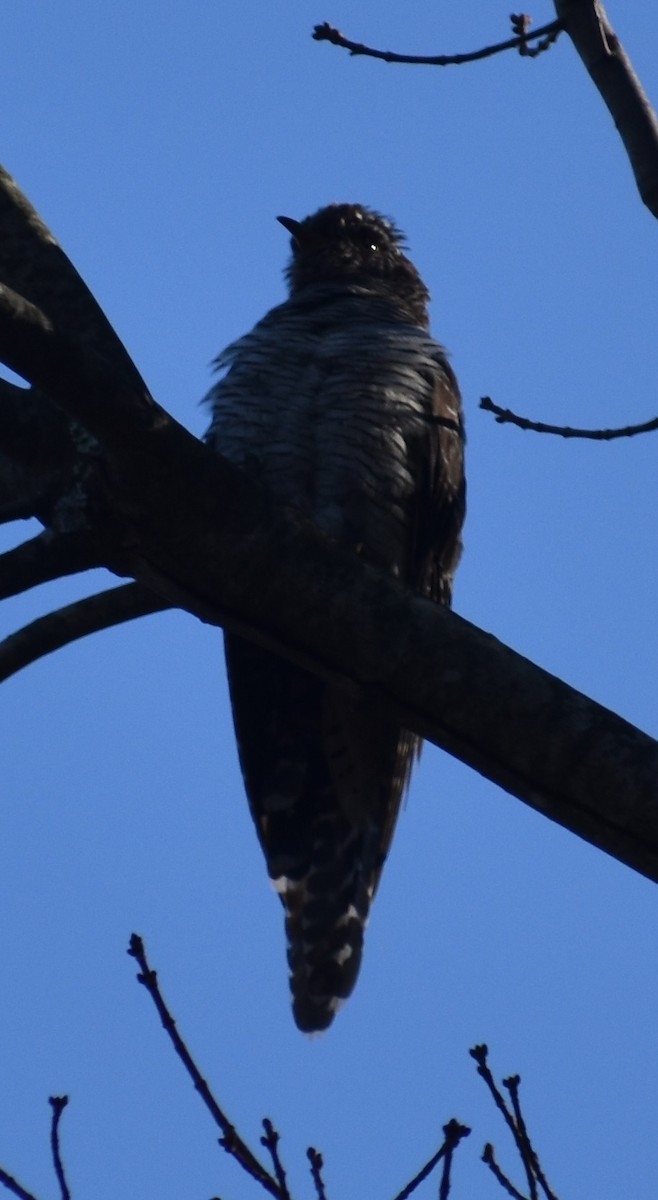 Common Cuckoo - ML277530121