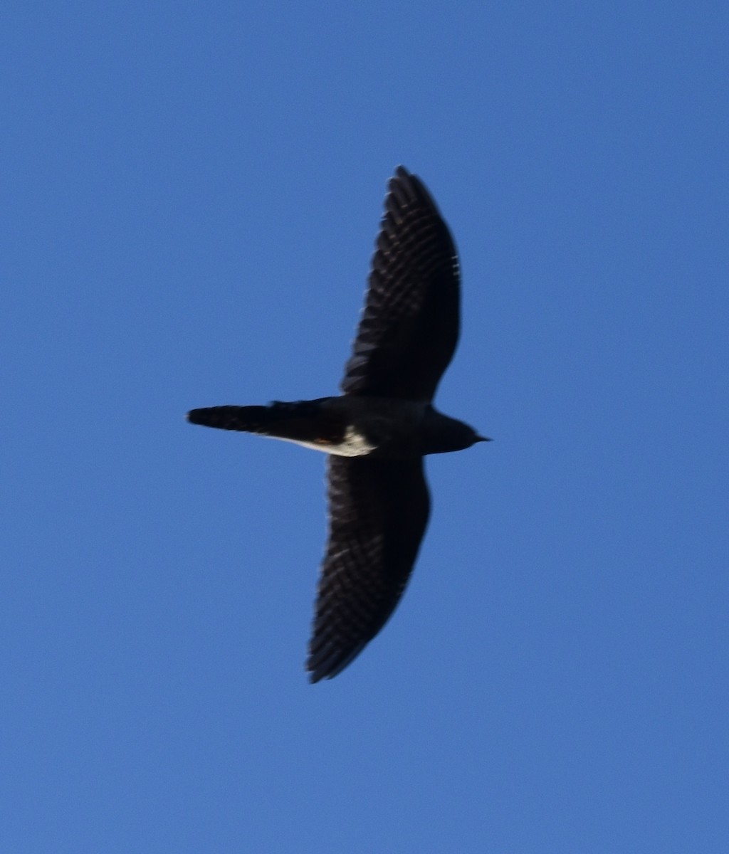 Common Cuckoo - ML277530141