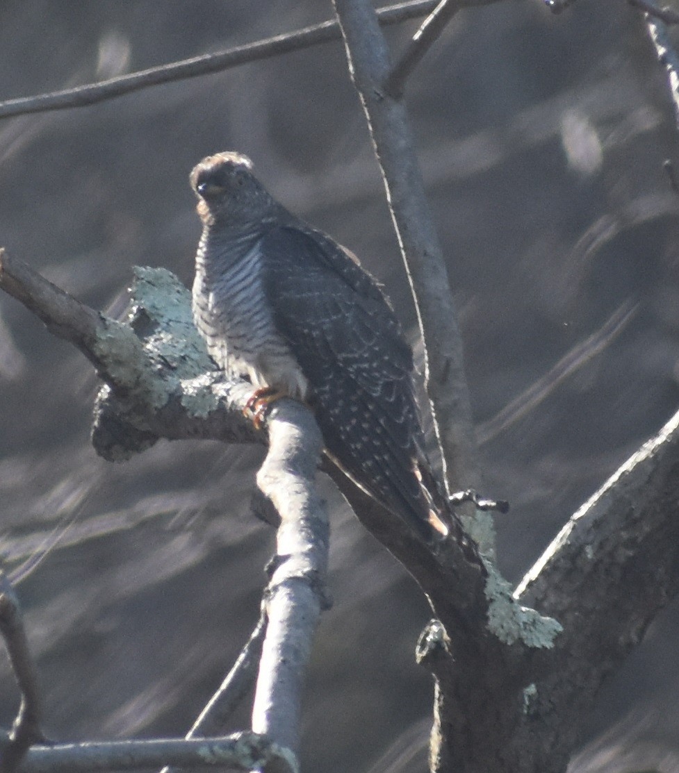 Common Cuckoo - ML277530371