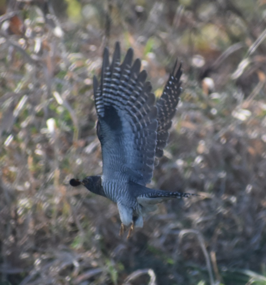 Common Cuckoo - ML277530381