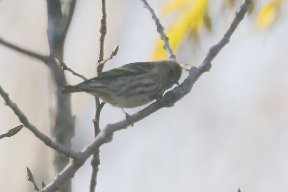 Pine Siskin - ML277531201