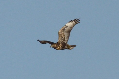 Red-tailed Hawk (Harlan's) - ML277531311