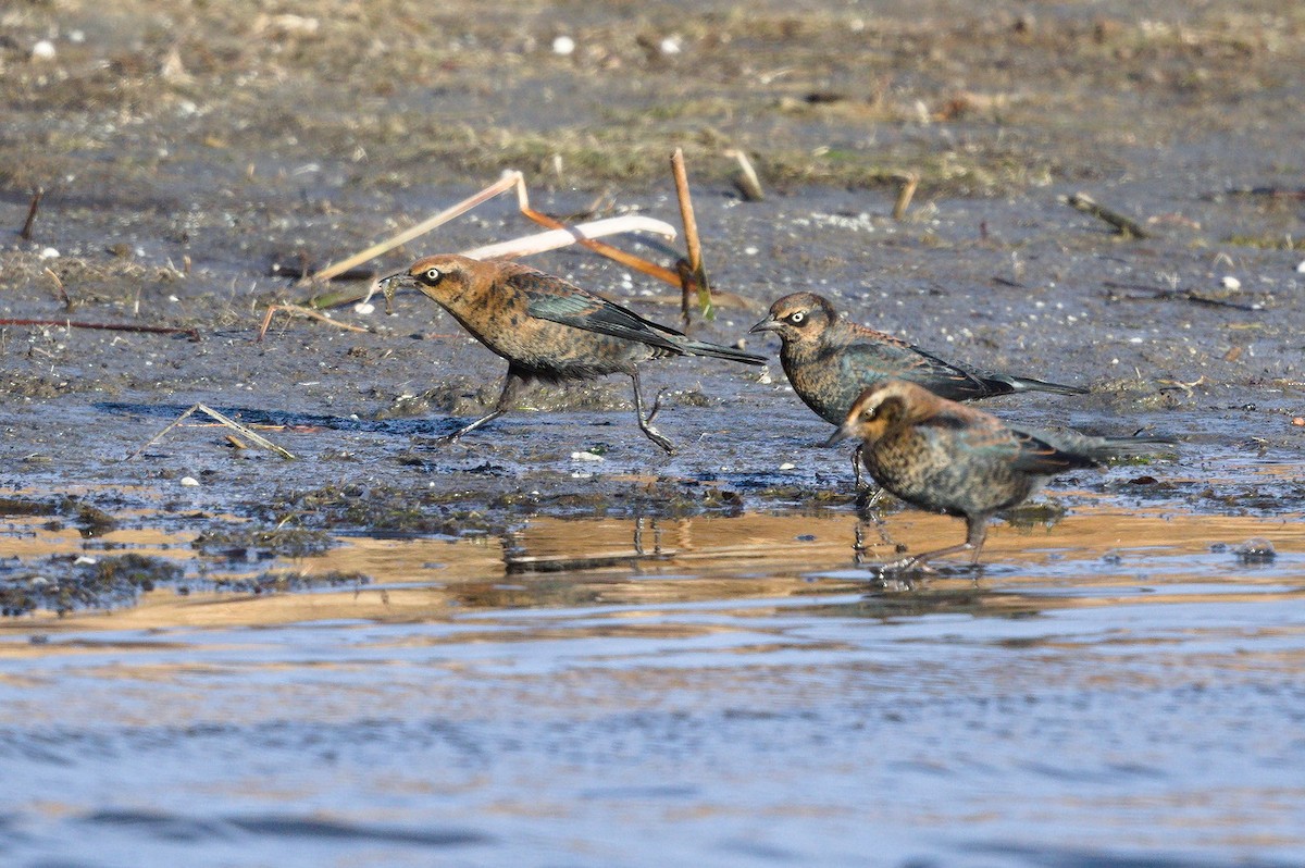 Rusty Blackbird - ML277531431