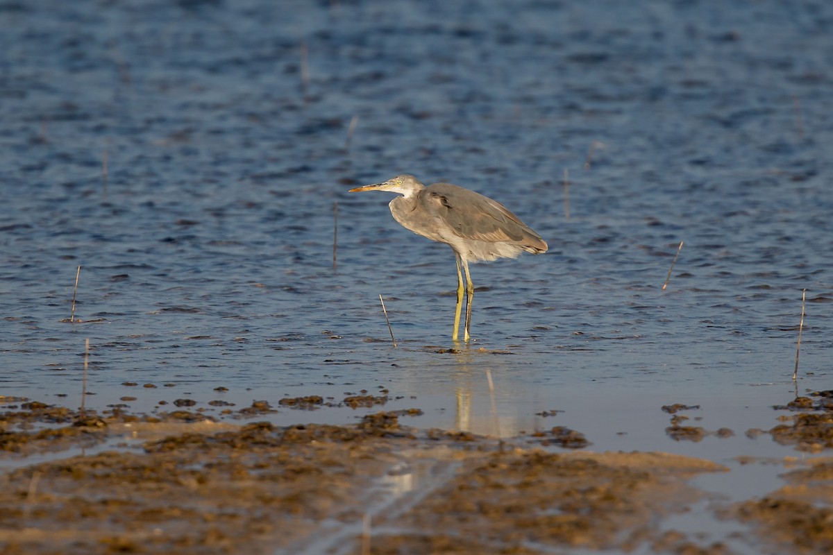 Western Reef-Heron - Nikos Mavris