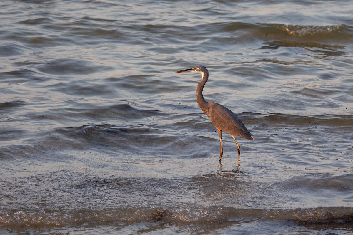 Western Reef-Heron - Nikos Mavris