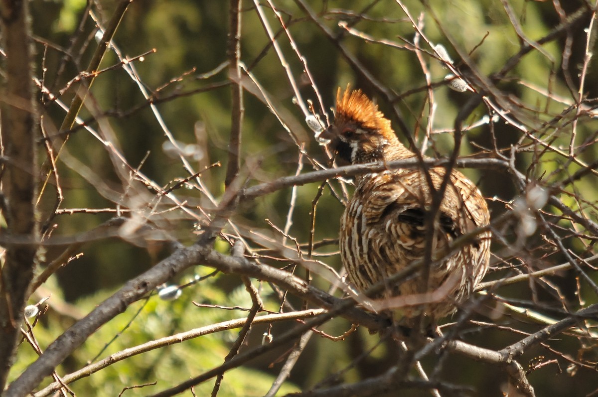 Severtzov's Grouse - ML277534201