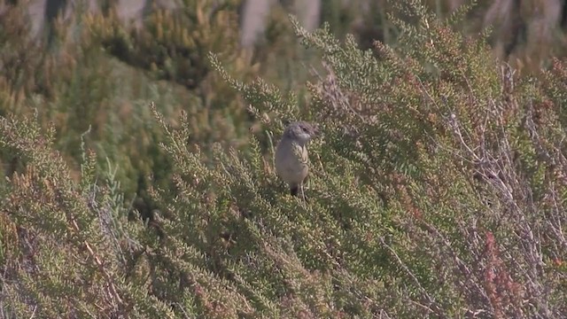 Spectacled Warbler - ML277537821