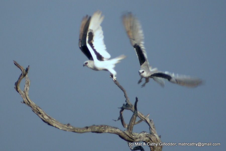 Letter-winged Kite - ML27753911