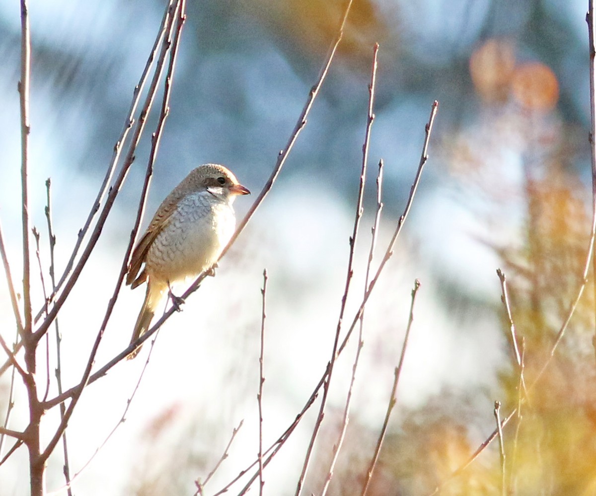 Red-backed Shrike - ML277539831