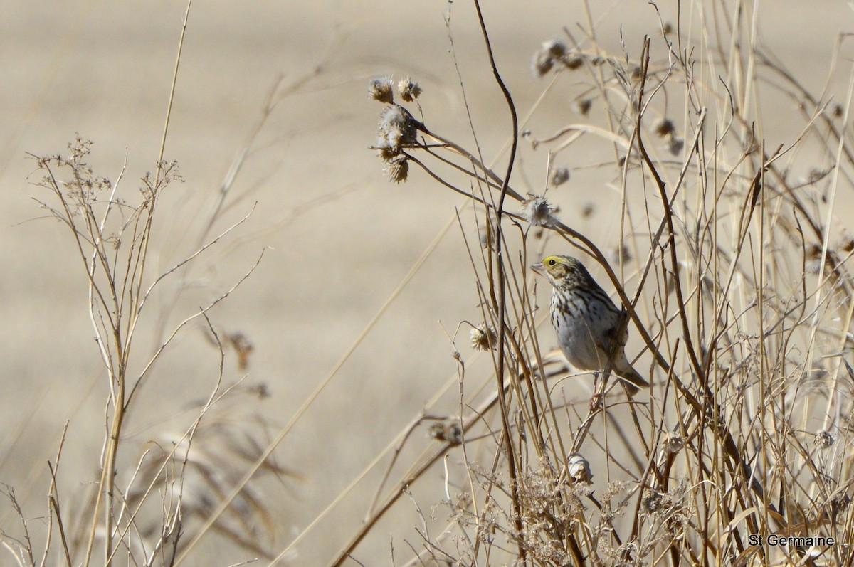 Savannah Sparrow - ML27754291