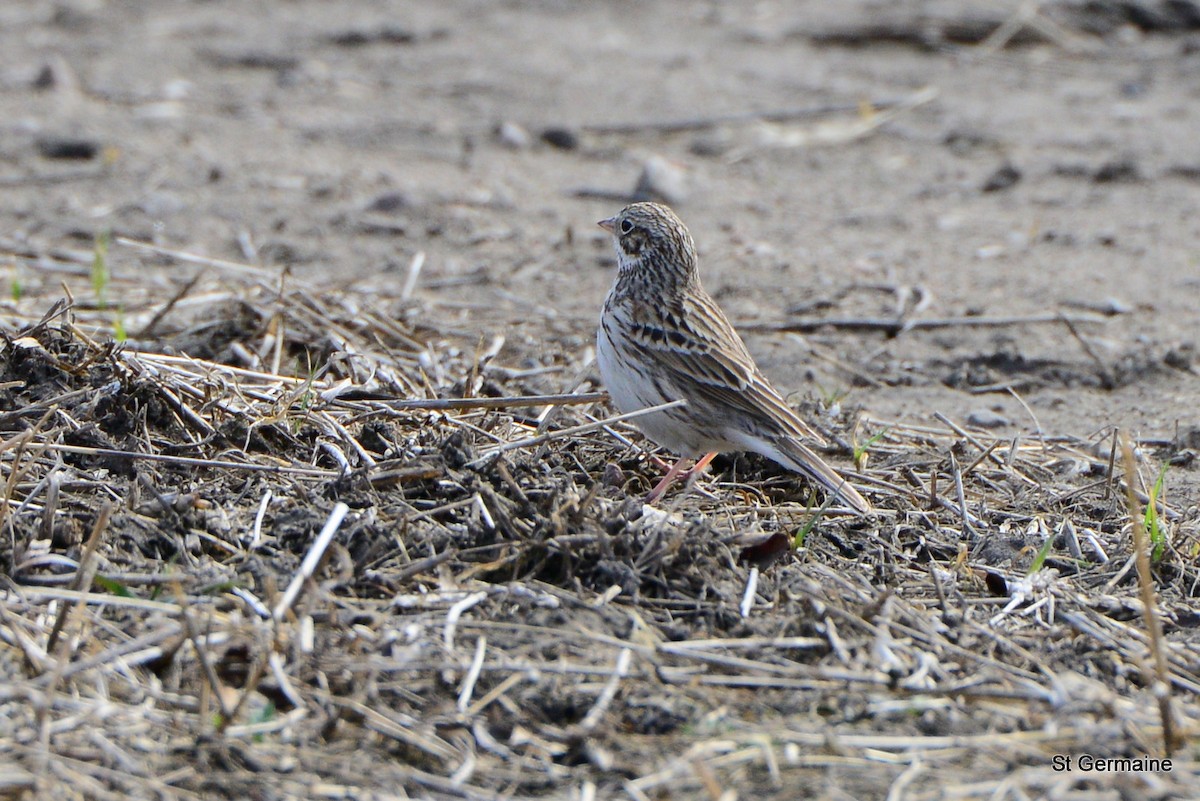 Vesper Sparrow - ML27754351