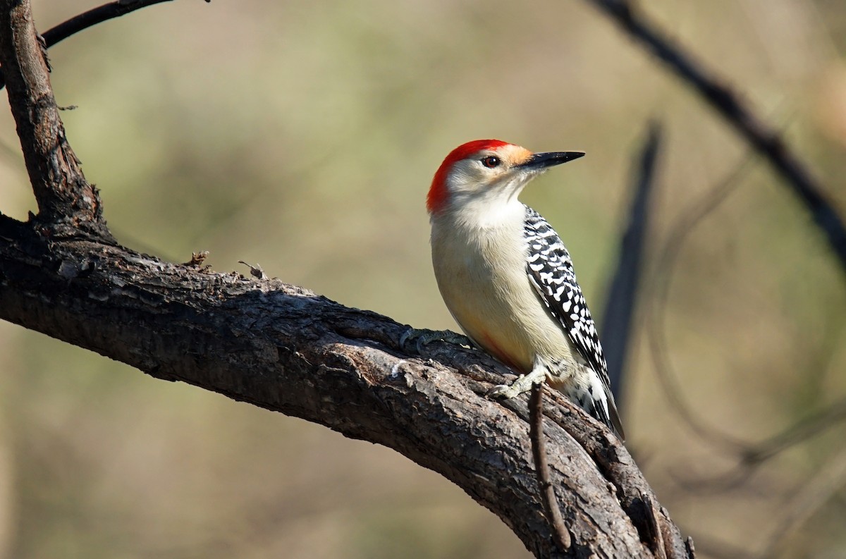 Red-bellied Woodpecker - ML277545821