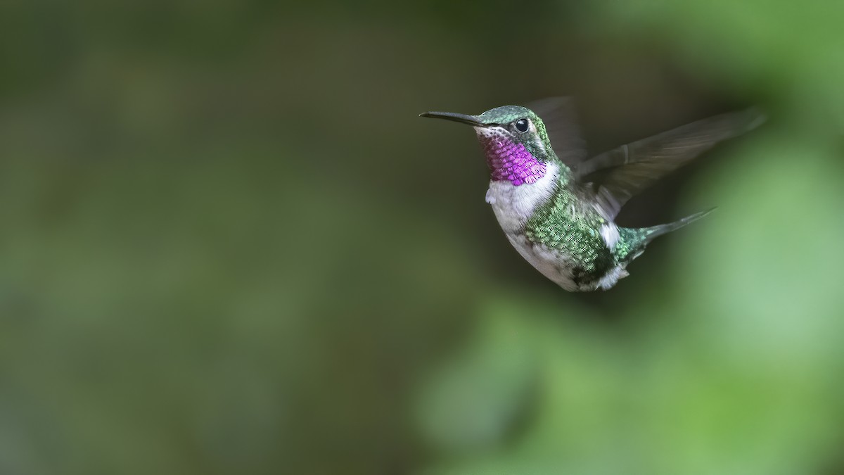 White-bellied Woodstar - ML277551201